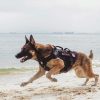 قلاده جلیقه تاکتیکال سگ با سگک های Destroyer برند one tigers - Image 5