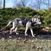قلاده جلیقه تاکتیکال سگ با سگک های Destroyer برند one tigers - Image 6